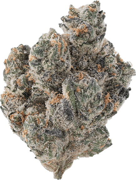 Blueberry Forum image 1